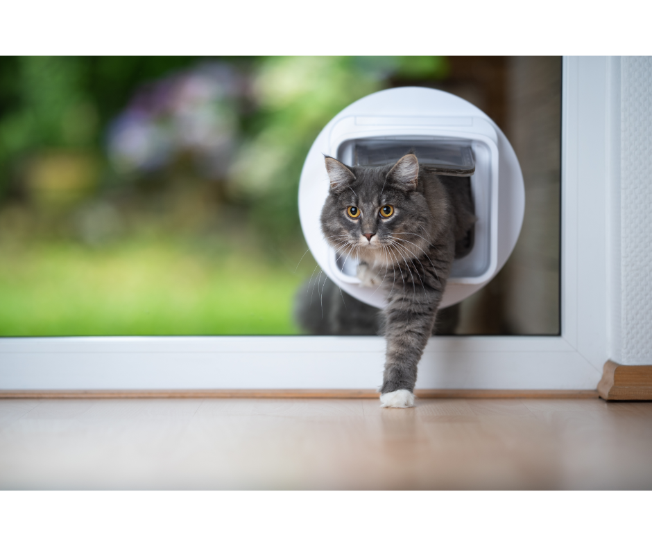 Cat Flap