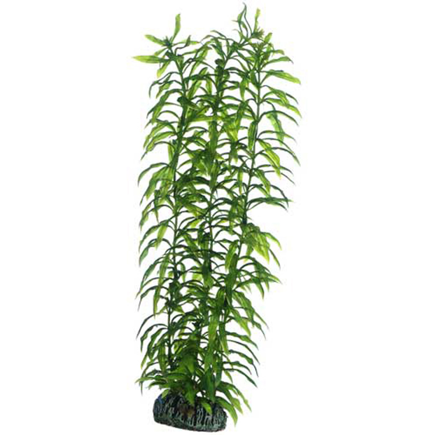 HETERANTHERA PLANT 34 CM