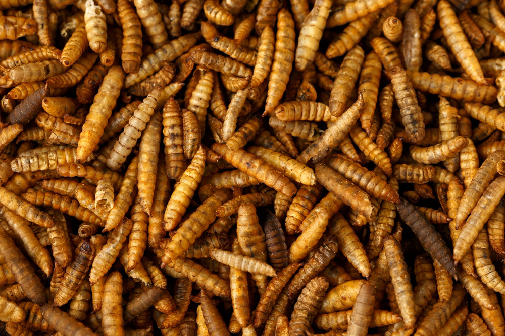 BLACK SOLDIER FLY LARVAE 5KG BAG