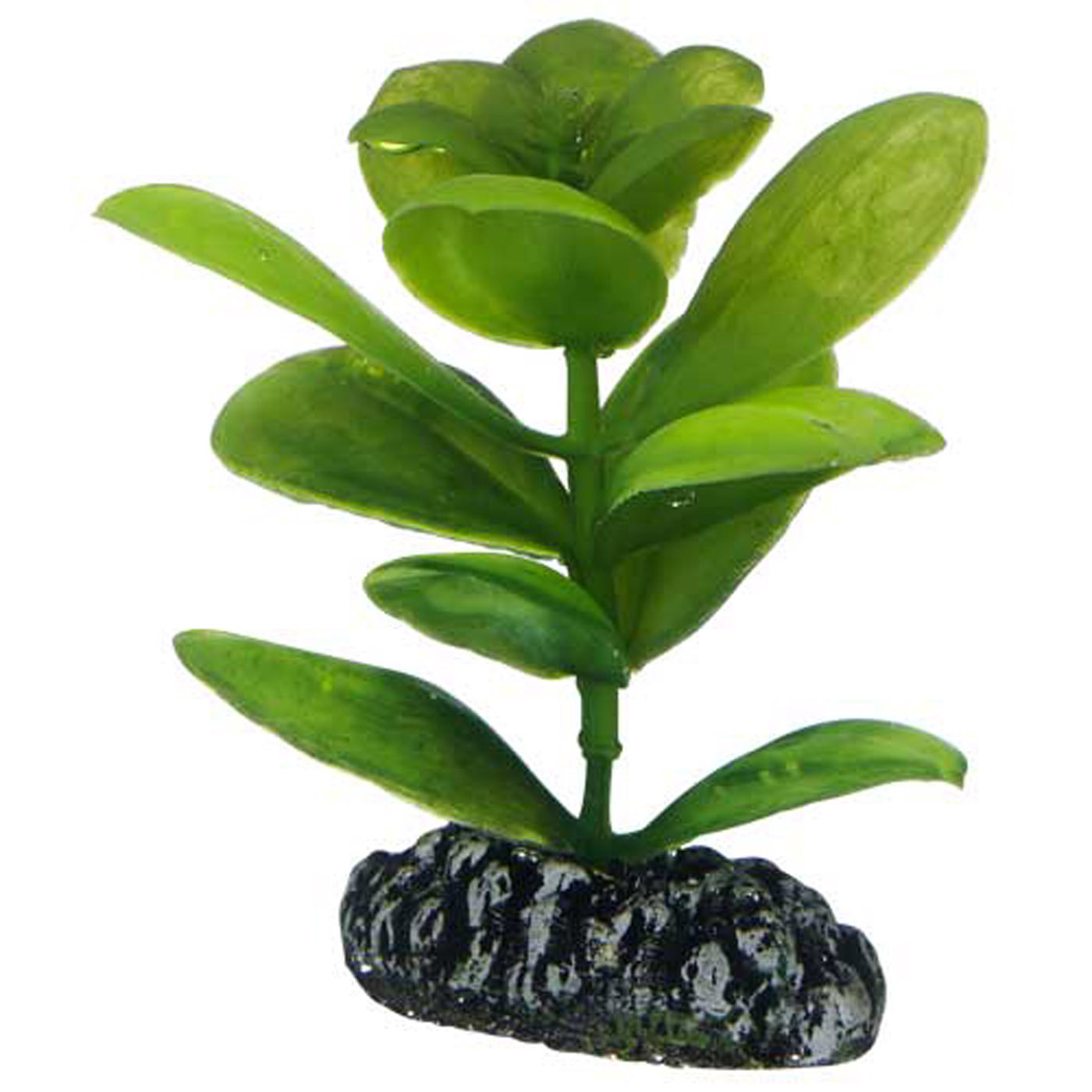 SAURURUS PLANT 7 CM