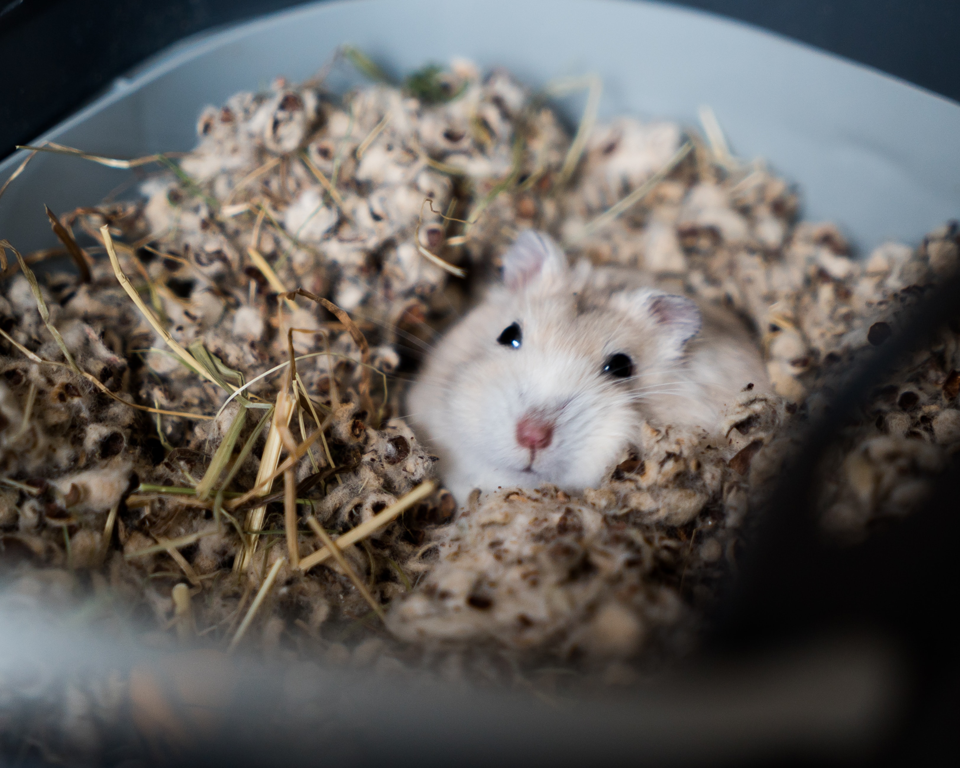 bodembedekking hamster