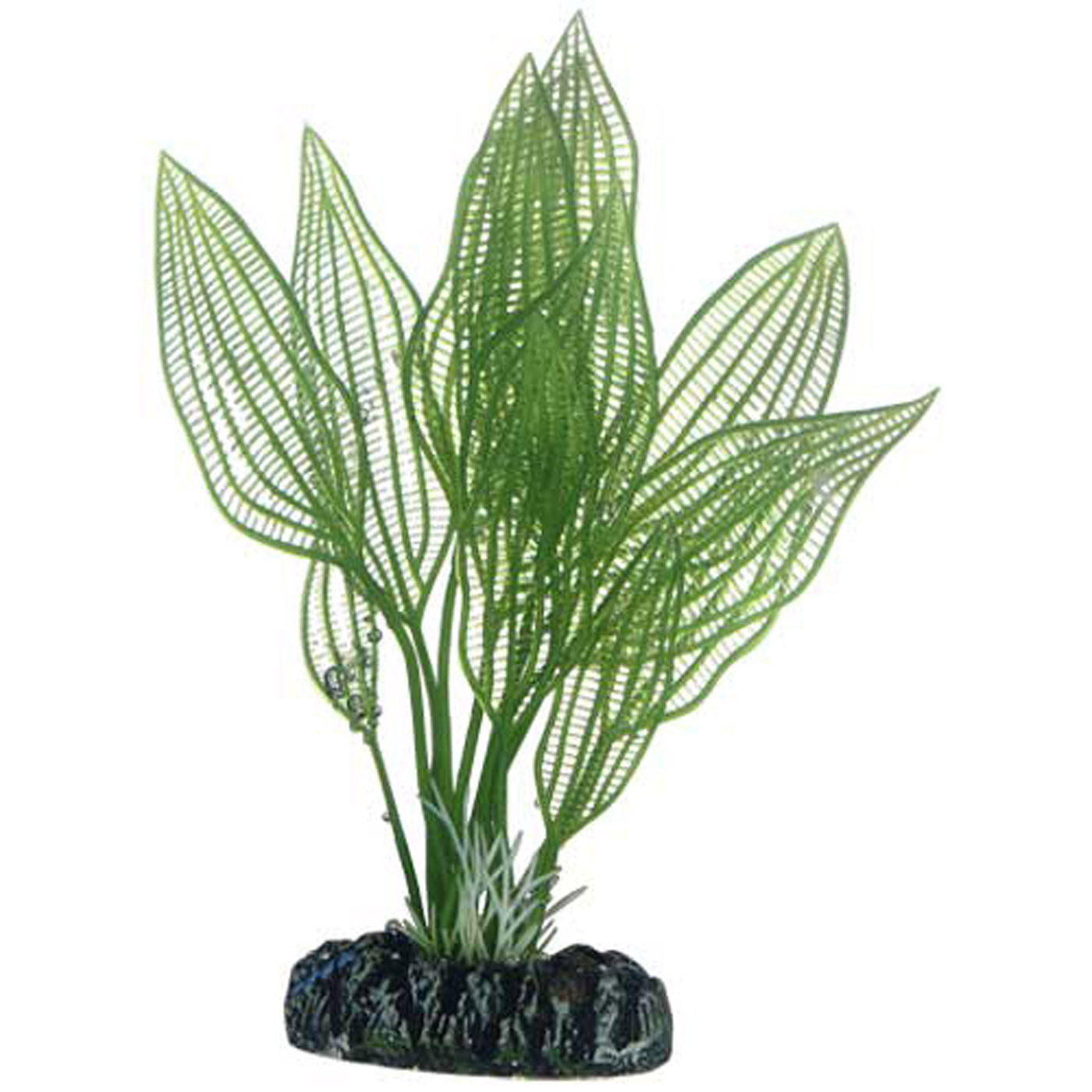 APONOGETON PLANT 16 CM