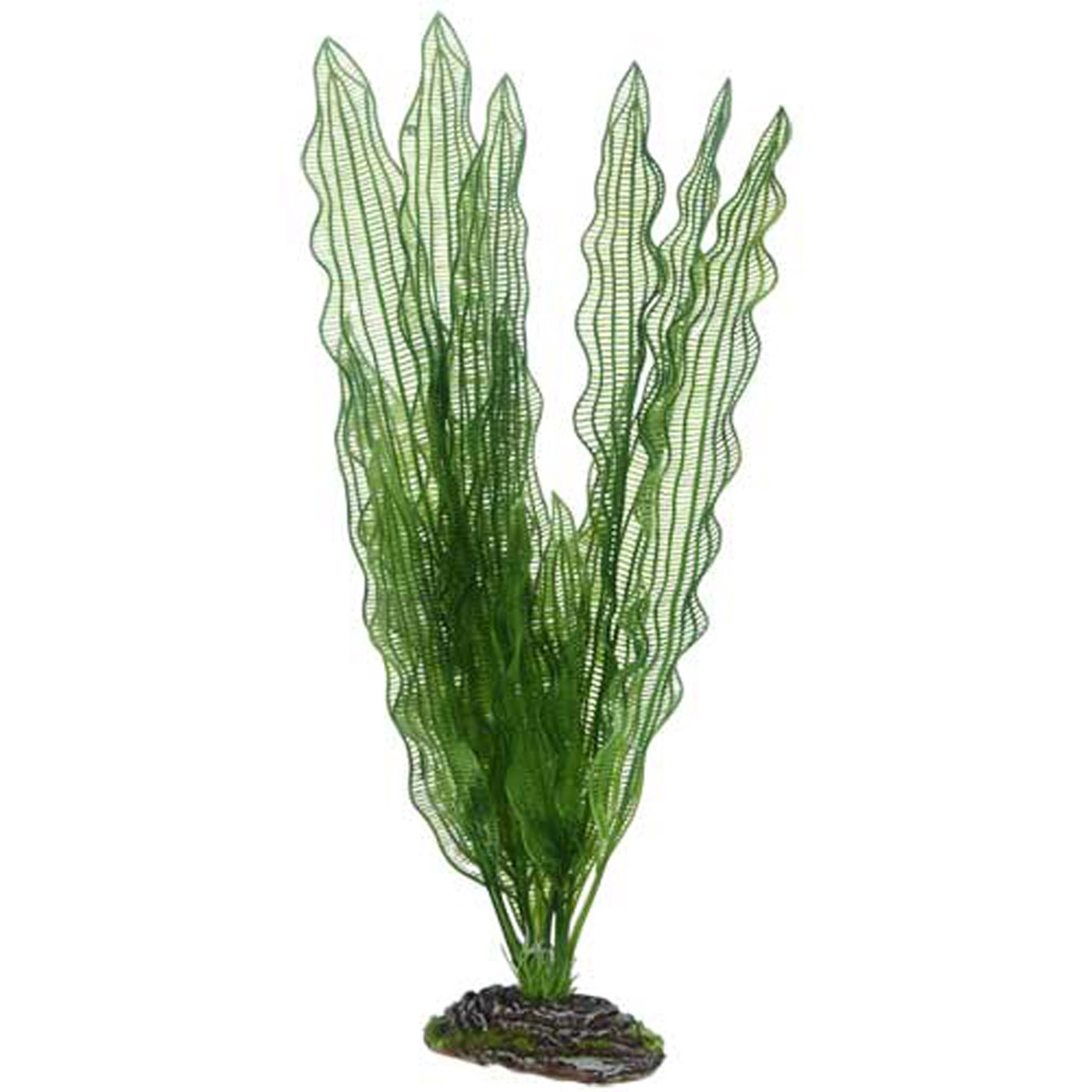 APONOGETON PLANT 39 CM