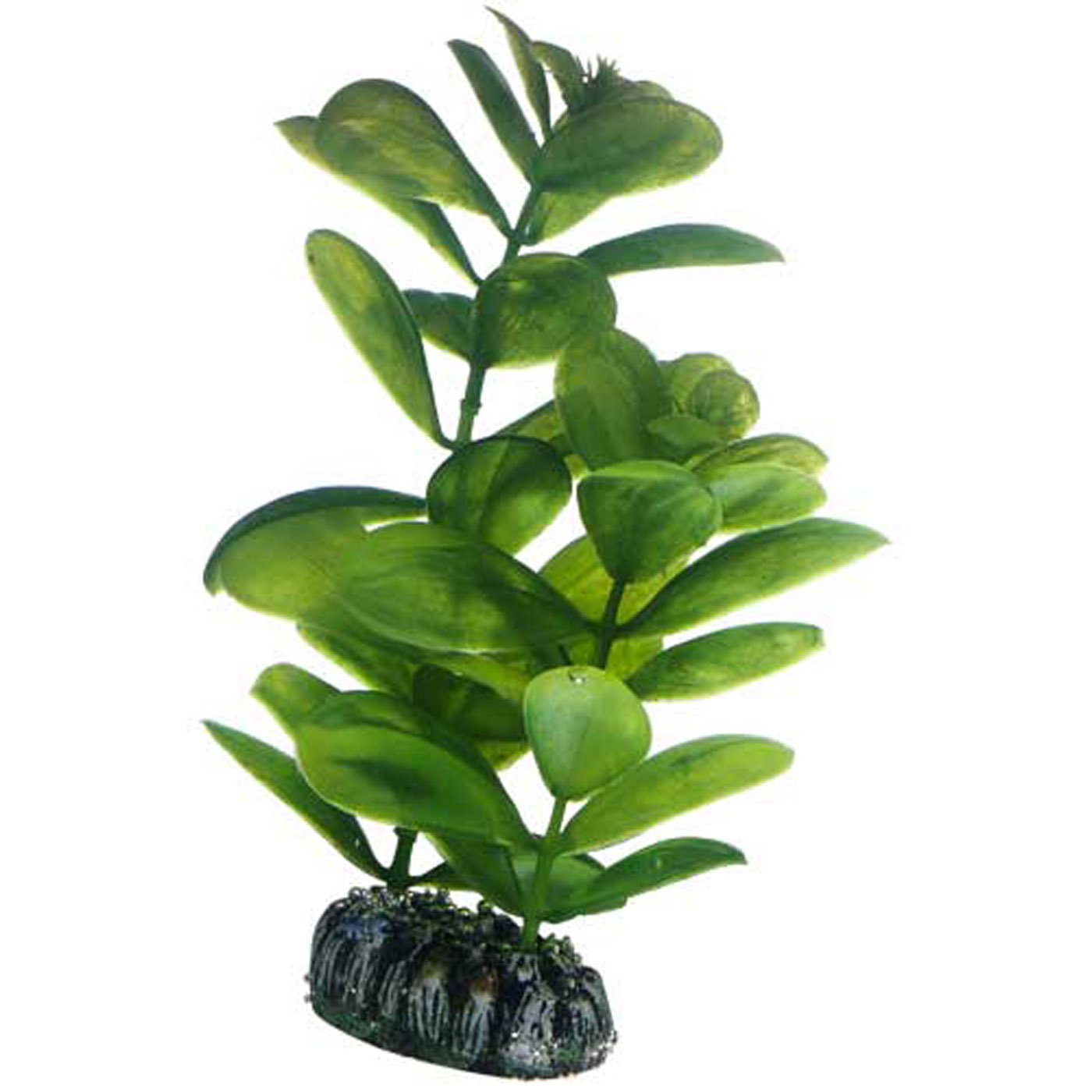 SAURURUS PLANT 16 CM