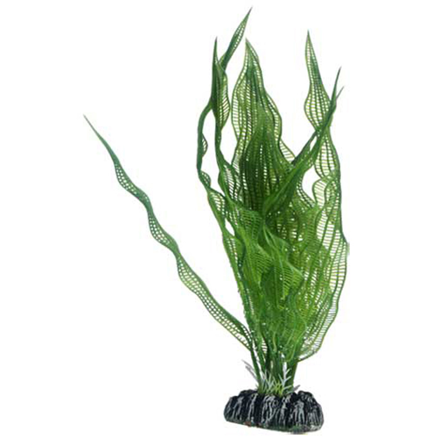 APONOGETON PLANT 25 CM